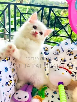 Persian Kitten