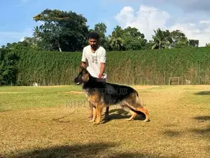 German Shepherd Long Coat Puppies