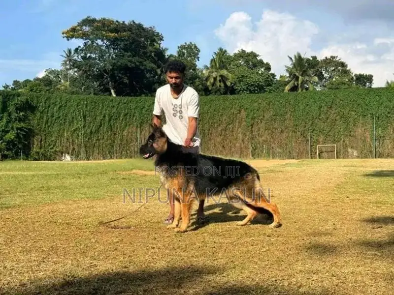 German Shepherd Long Coat Puppies