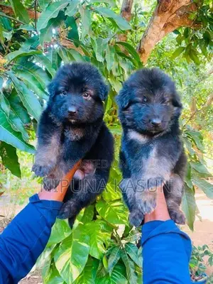 German Shepherd Long Coat Puppies