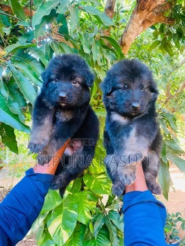 German Shepherd Long Coat Puppies