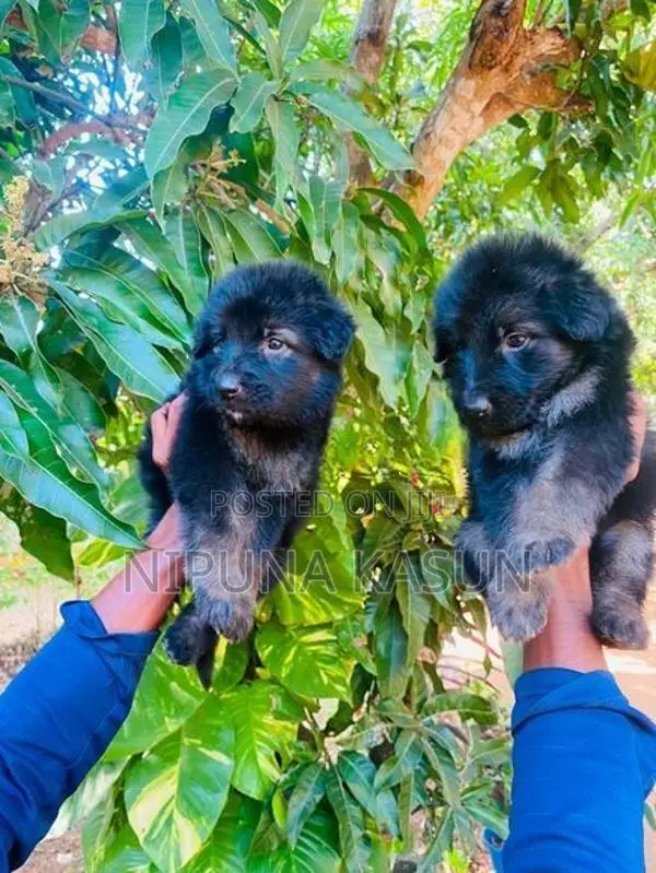 German Shepherd Long Coat Puppies