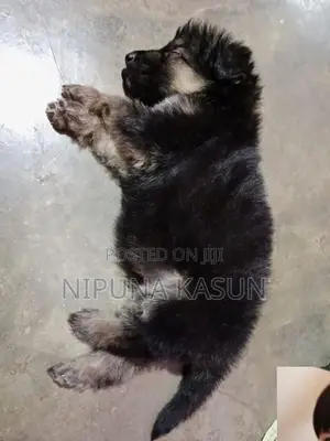 German Shepherd Long Coat Puppies