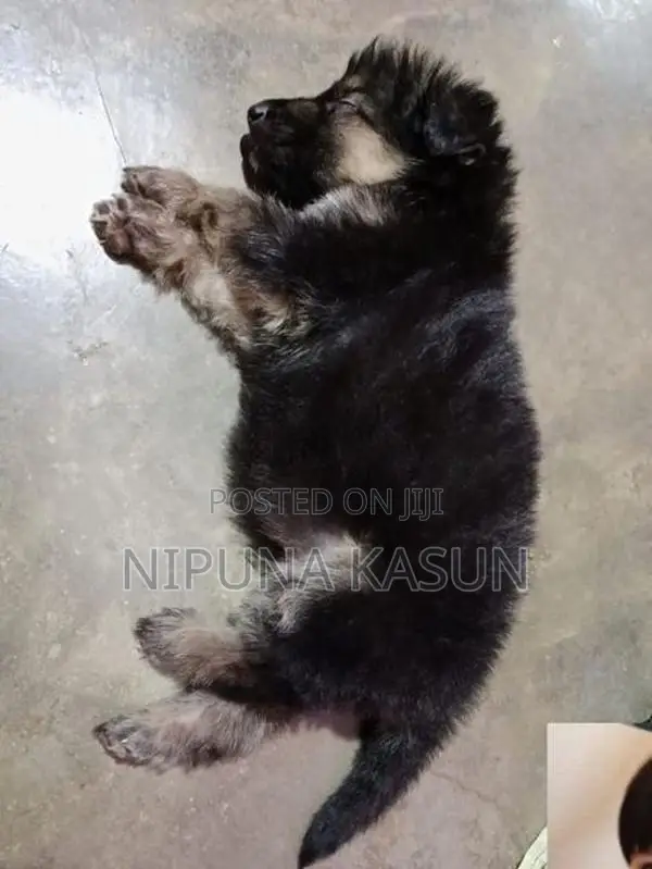 German Shepherd Long Coat Puppies