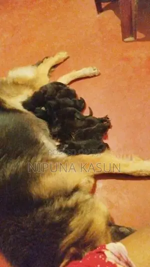 German Shepherd Long Coat Puppies