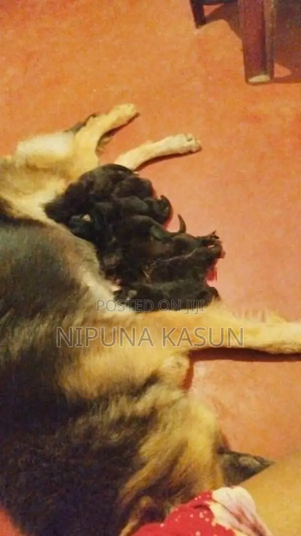 German Shepherd Long Coat Puppies