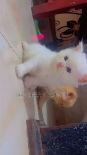 Persian Cat