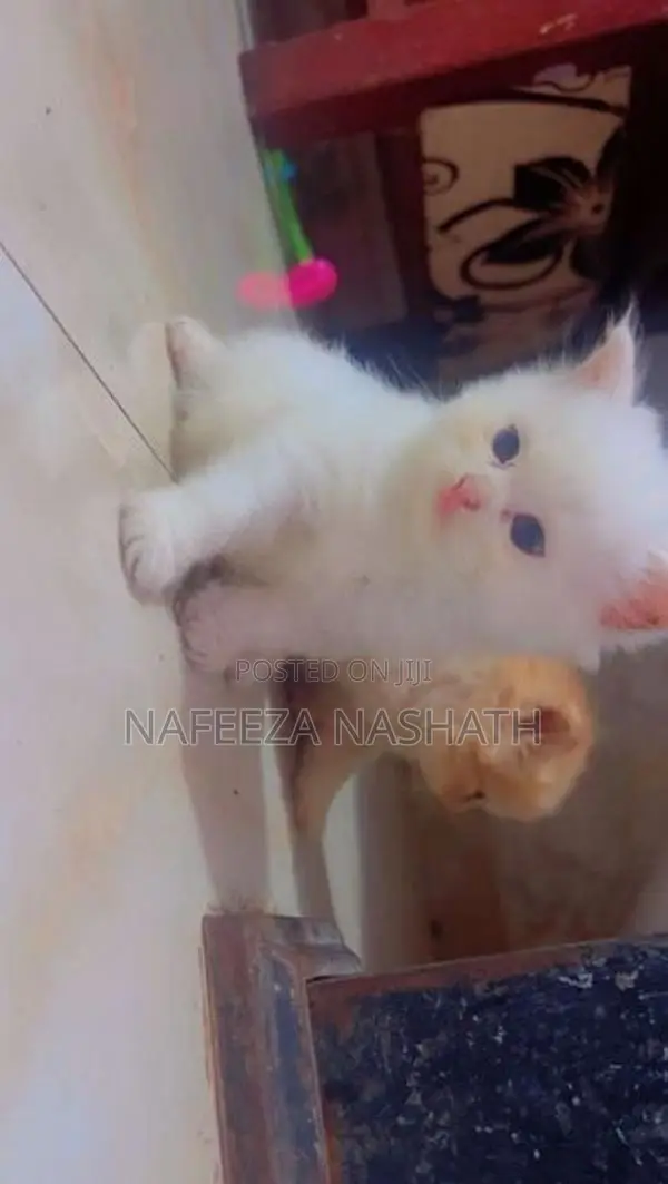 Persian Cat