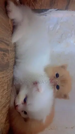 Persian Cat