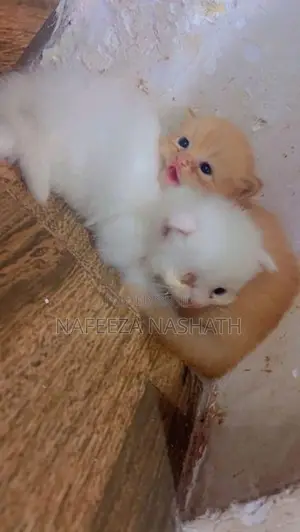 Persian Cat