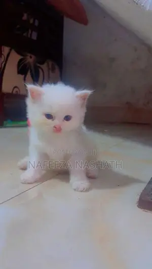 Persian Cat