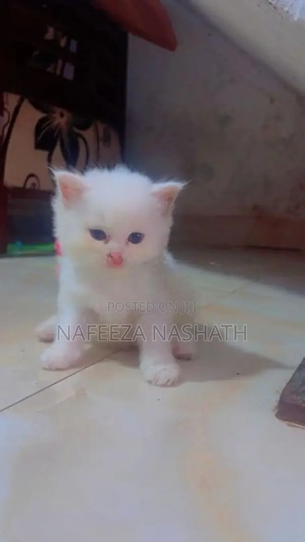 Persian Cat
