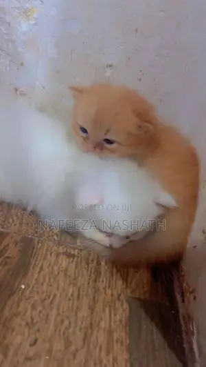 Persian Cat