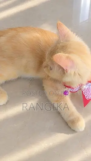 Ginger Persian Cat