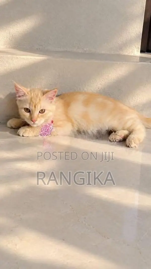 Ginger Persian Cat