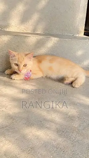 Ginger Persian Cat