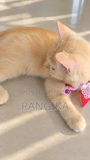 Ginger Persian Cat