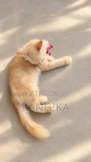Ginger Persian Cat