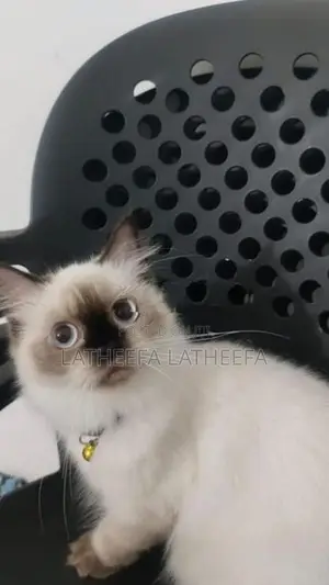 Himalayan Cat