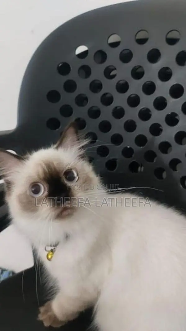 Himalayan Cat