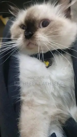 Himalayan Cat