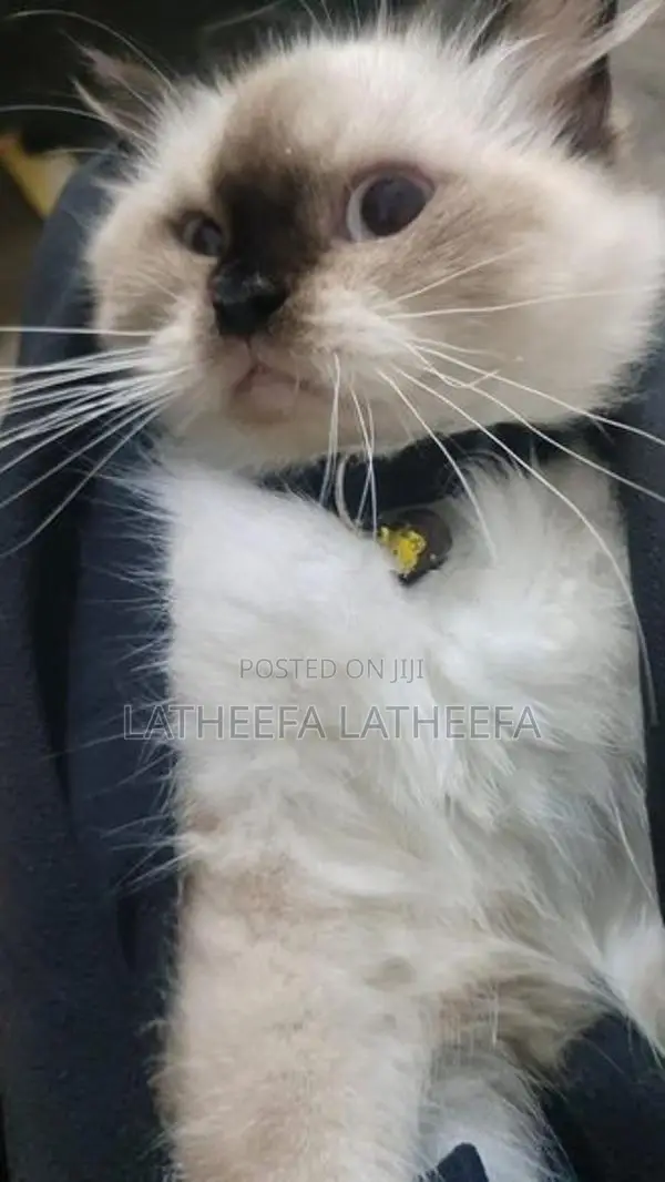 Himalayan Cat