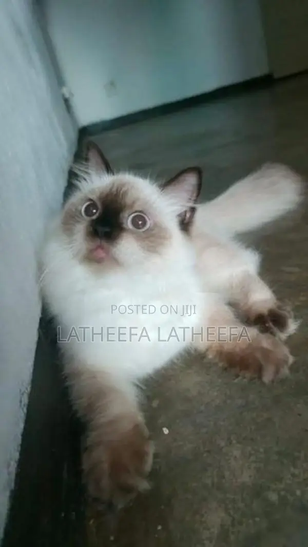 Himalayan Cat