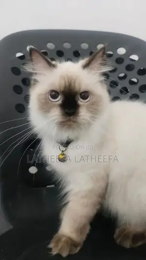 Himalayan Cat