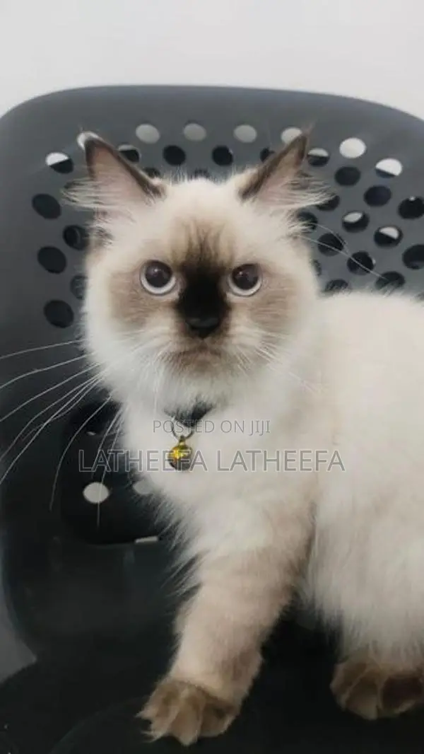 Himalayan Cat