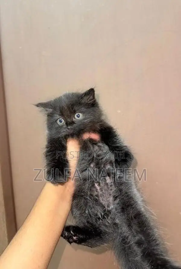 Persian Cat