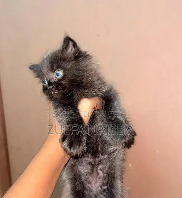 Persian Cat