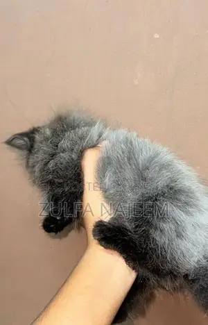 Persian Cat