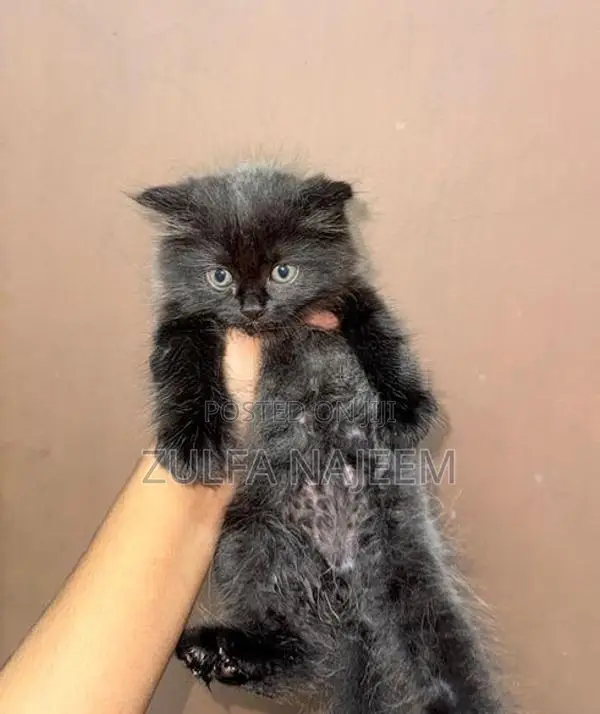 Persian Cat