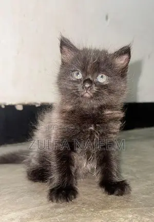 Persian Cat