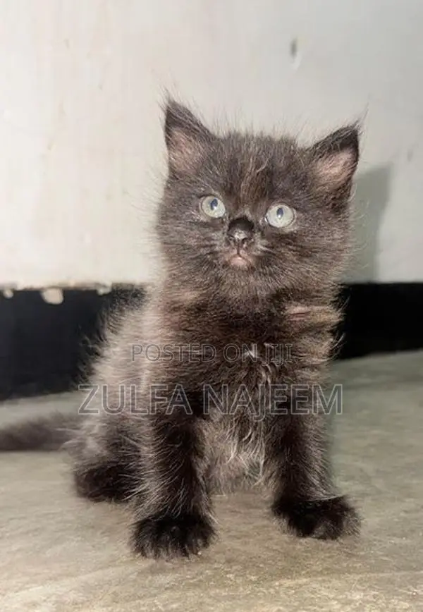 Persian Cat