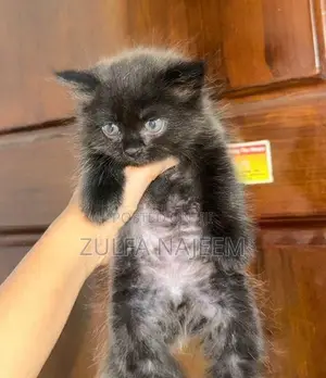 Persian Cat