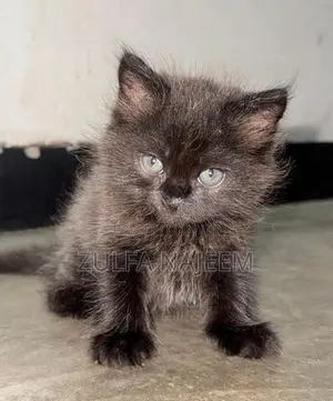 Persian Cat