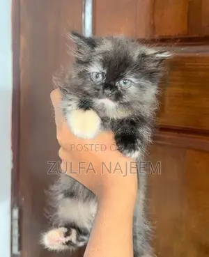 Persian Cat
