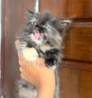 Persian Cat