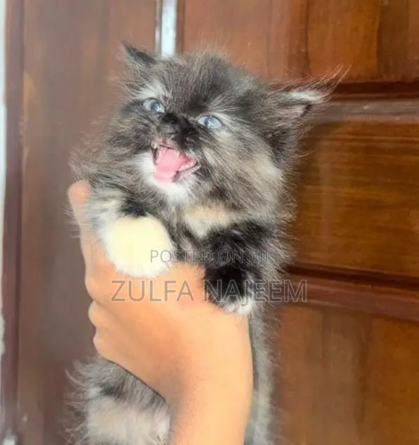 Persian Cat