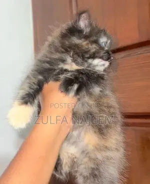 Persian Cat