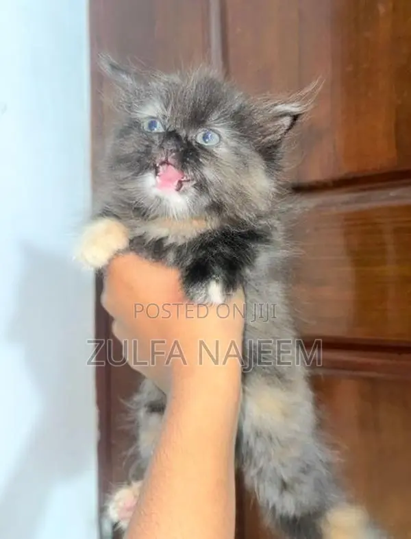 Persian Cat