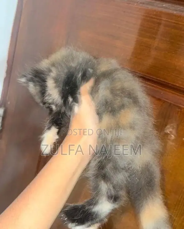 Persian Cat