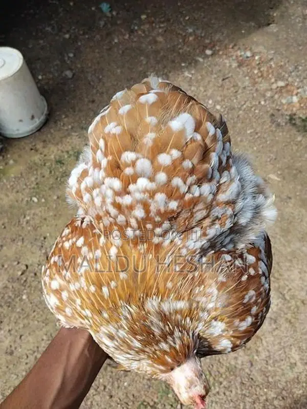 Pigeon