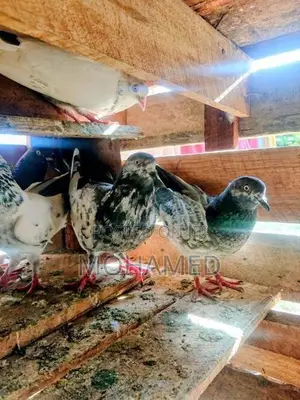 Timing Pigeon