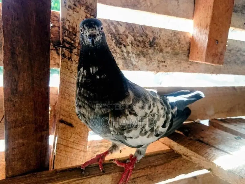 Timing Pigeon