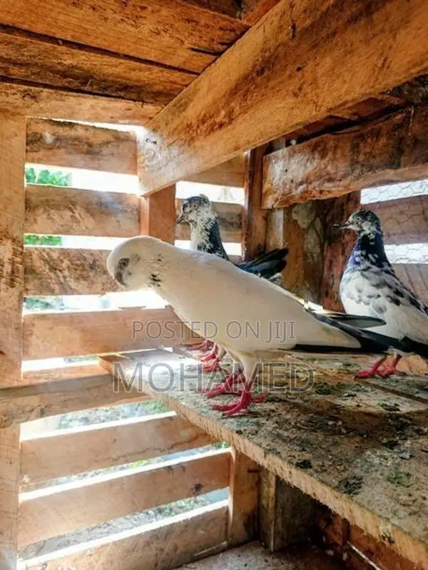 Timing Pigeon