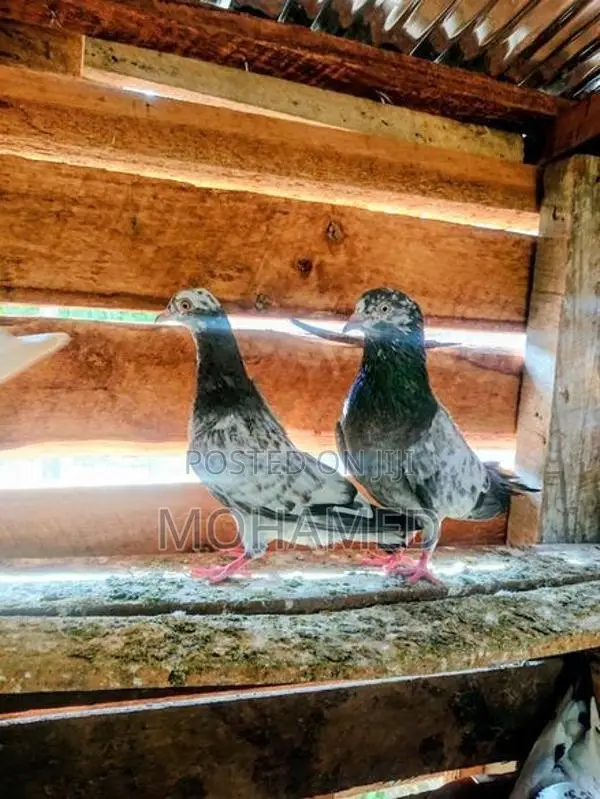 Timing Pigeon