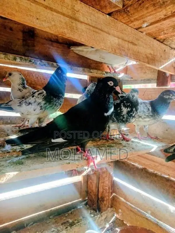 Timing Pigeon