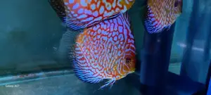 Discus Fish